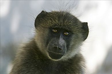 黄色下载并安装｜网络平台黄色内容下载事件引发社会关注：隐私泄露、青少年成长受威胁，监管漏洞亟待修复-3