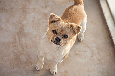 羽毛球前国手叶某颖｜羽毛球传奇叶某颖：辉煌成就与谦逊退役之路-1