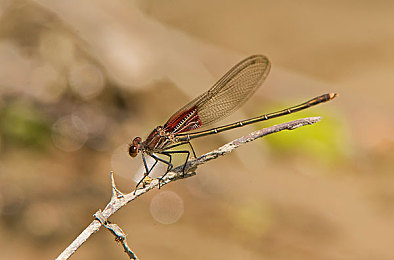 花蝴蝶直播｜直播界璀璨明珠：花蝴蝶平台引领多元化直播潮流