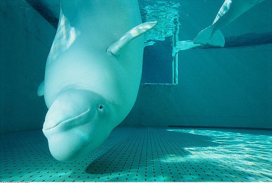 后进圆润大屁股｜健康重塑，圆臀逆袭之旅-1