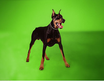 雅鞦著|雅鞦著:探寻古代服饰文化的瑰宝,感受高雅端庄之美-1