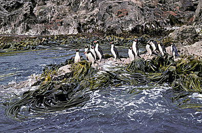 一级毛片按摩师｜按摩行业危机来袭,专业性与安全性面临挑战