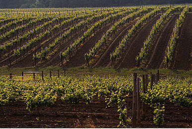 差差差很疼30分钟的视频｜疼痛背后：30分钟视频引发社会对生活质量的深思-1