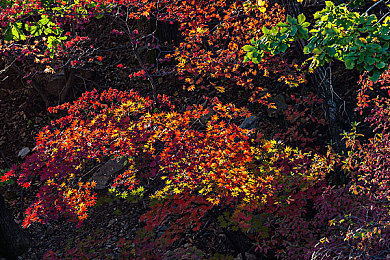 草莓视频战长统计战｜草莓短视频风云录：数据竞技场上的创意对决与内容质量探析-3