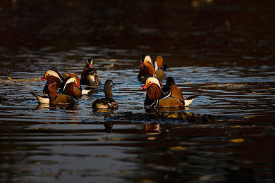 老鸭网｜电商新秀老鸭网：助农增收，创新共赢-1