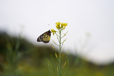 日本护士毛茸茸体内精|网络疑云:护士之谜,真相追踪之旅-2