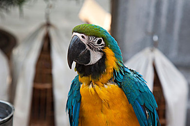 福建菠萝导航隐藏APP入口|探索神秘入口,福建菠萝导航带你畅游应用世界-2