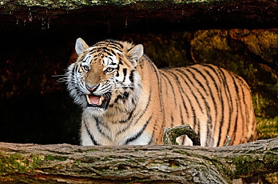 西瓜99.tv黑料社区｜揭开瓜皮，探秘娱乐圈：西瓜99黑料社区风云录-4