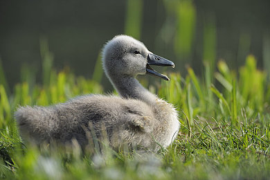 幺公少妇厨房激情做爰｜伦理危机：厨房激情事件警示录，家庭道德教育新篇章-2