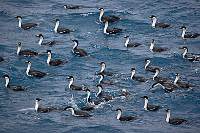 草莓视频的广告站长统计|草莓视频广告力挺,短视频市场新势力崛起,创新驱动未来趋势-2