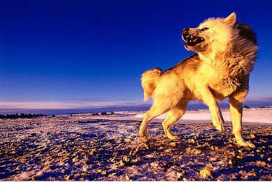 Xaxjalap was was|探寻Xaxjalap秘境:月圆之夜的祭祀奇迹-2