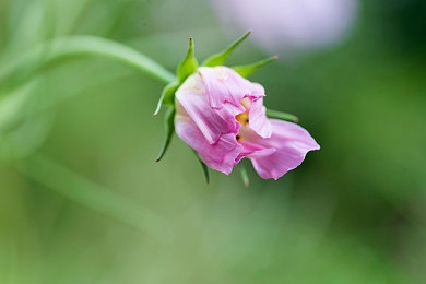 舌头伸进去添高潮A片｜揭秘“添高潮”技巧：巧妙运用提升情感体验新境界-1