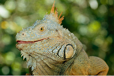 69萝莉｜探寻“69萝莉”魅力，穿越青春网络时尚之旅-2