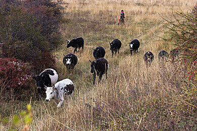 粉色视频无限ios苏州晶体功能｜深度推荐，视频盛宴：苏州晶体，个性化观影新体验-1