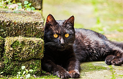 大象回家三秒跳永不迷路｜科技护航，大象归途：三秒导航破解迷途困境