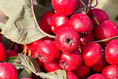 网站你懂得|揭秘“网站你懂得”:便捷信息获取背后的隐忧与网络生态挑战-2