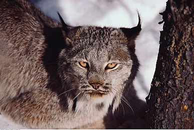 黄色....com｜探秘“黄色....com”：网络新宠，魅力无限解码-1