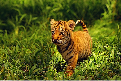 51吃瓜网-热心的朝阳群众5｜无畏城市守护者，勇敢揭露隐患真相-2