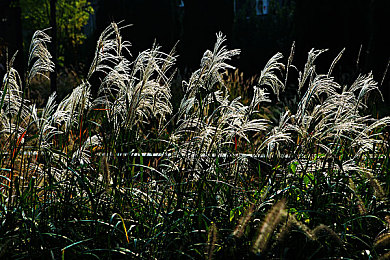 国产精品秘 入口传媒小说｜融合古今，创新绽放：国产精品小说引领文化新风尚-2