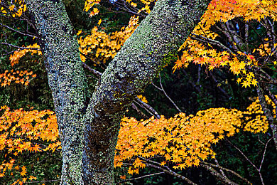 胡桃流口水翻白眼咬铁球的｜猴咬铁球奇观挑战，探索动物极限之谜-2