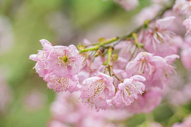 美女裸体被 涩涩漫画软件｜漫画平台引争议,公众呼吁加强监管-4