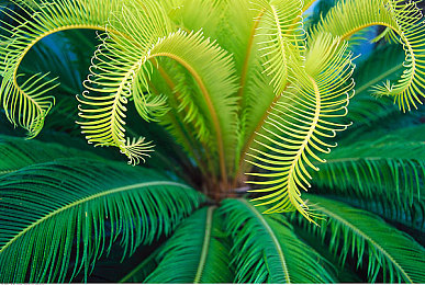 黄瓜下载|数字内容下载新平台“黄瓜下载”上线,引领便捷高效下载新纪元-2