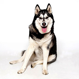 51张警犬9分10秒头撞玻璃|警犬危机:9分10秒的玻璃撞击,揭秘训练安全困境-2