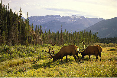 国产入口｜国产崛起，智慧生活之门-2