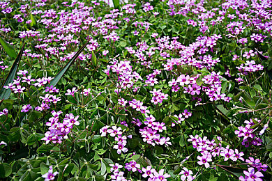 吃瓜网51爆料呱呱|“揭秘娱乐圈风云,吃瓜网51爆料带你洞察社会热点与真相”-3