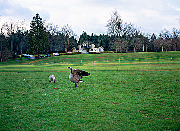 用毛笔刷尿孔不准尿｜毛笔刷尿孔：创意无限的艺术行为，生活趣味与传统文化传承的碰撞-1