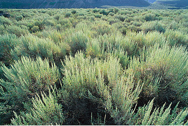 a 8天堂最新|A8天堂最新版:策略冒险新篇章,带你探索神秘天界-2