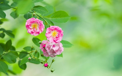 麻豆传媒直播APP下载官网｜麻豆传媒直播APP官网上线引发用户热潮-2