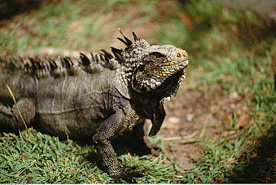 黄色软件下载3.0.3每天无限次破解版｜破解风潮引争议，版权伦理两难全