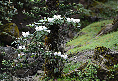 爱奇艺黑料爆料站最新版｜娱乐圈揭秘：黑料爆料站照亮幕后真相-2