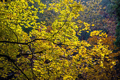 黄色软件下载3.0.3免费oppo版破解大全苹果|破解之惑:苹果设备上“黄色软件下载”引发的版权安全争议-1