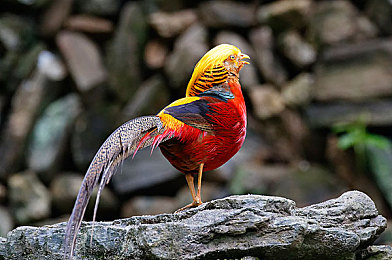 我的世界珍妮网页入口｜“我的世界”全新珍妮网页入口开放，便捷体验引发热议-1