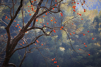 一人 三个B|践行“一人三个B”,张明用行动点亮环保之路-3