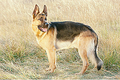 香蕉文化免费登录入口官网｜香蕉英雄乐园，香蕉文化邀你共舞欢乐时光-2