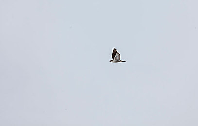 火影18十手游下载｜火影18十手游新上线：重温经典，畅享热血忍者战斗之旅-3