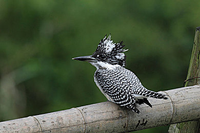 朱莉安妮大战黑人|跨越种族的较量:揭秘朱莉安妮与黑人的传奇故事-1