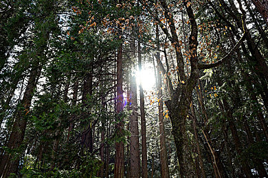 红豆2.0多功能开挂｜智能生活新伙伴，红豆2.0引领便捷体验-1