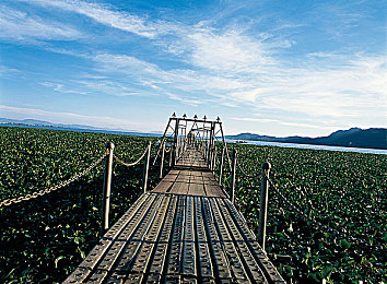 鱿鱼在线观看秘 入口｜揭秘网络热传：鱿鱼视频秘境探秘之旅-2