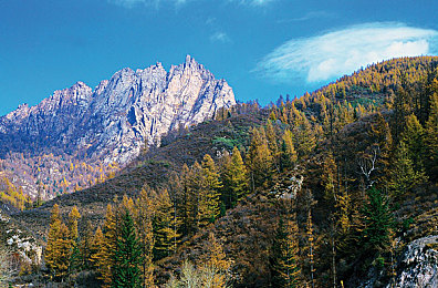 小熊移植汉化版安卓下载｜破译语言壁垒，畅游小熊汉化世界-1