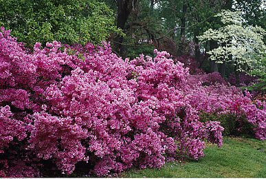 欧美Ⅴide0S护士|短视频护士现象:健康传播新风尚,护理知识零距离-1