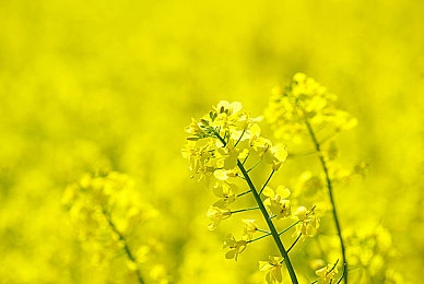 两根黑枪大战金发美女｜暗夜激战：揭秘黑枪对决金发美女的生死较量之谜-2