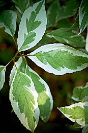 东北农村BBWBBWBBW|东北农村BBWBBW:探秘资源富饶民俗独特的生活宝藏-1