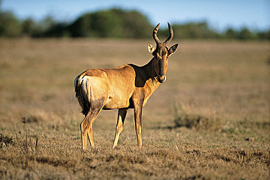 按摩师被弄到高潮A片｜悬疑解谜游戏《按摩师被弄到高潮A片》情感探索之旅，揭开神秘按摩院谜团-2