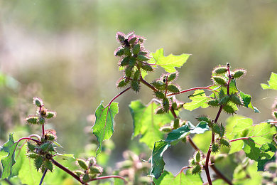野花社区|“野花社区:城市绿洲,和谐宜居新典范,打造幸福家园新篇章”-1