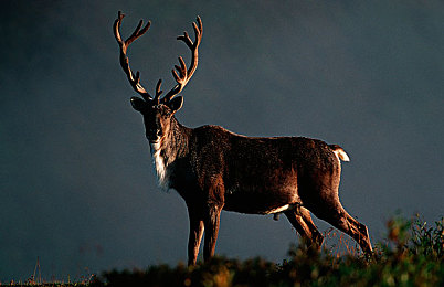 纯洁轮舞曲无增删樱花带翻译歌｜穿越樱花之舞，心灵洗净的旋律之旅-4