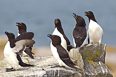 男性无套VS同性｜揭秘：男性无套行为与同性性行为健康风险大对比，科学指导助你远离疾病-1